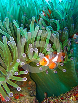 Tropical clown fish