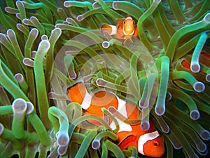 Tropical clown fish