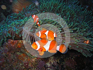 Tropical clown fish