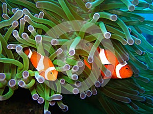 Tropical clown fish coral