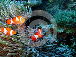 Tropical clown fish family