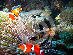 Tropical clown fish family