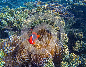 Tropical Clown fish in pink actinia. Red clownfish and sea plant.