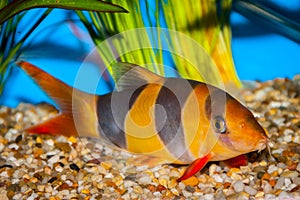 Tropical clown loach fish