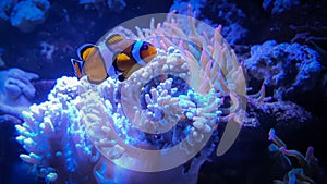 Tropical Clownfish, anemonefish with corals in blue water