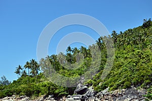 Tropical Coast Rocks Forest Palm trees Stones Background