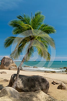 Tropical coast view with a palm tree, beach and stones