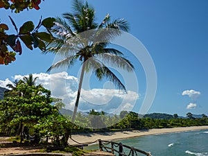 Tropical coast view with a palm tree, beach and stones