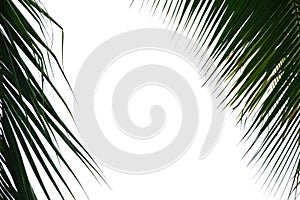 Tropical coconut leaves with branches on white isolated background