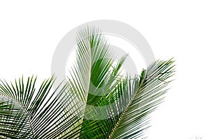 Tropical coconut  leaves with branches on white isolated background for green foliage backdrop