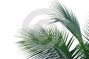 Tropical coconut leaves on white isolated background