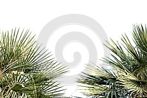 Tropical coconut leaves on white isolated background for green foliage backdrop