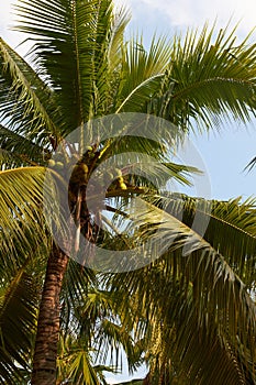 Tropical coconut palm closeup on blue sky