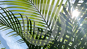 Tropical coconut palm leaf swaying in the wind with sun light. Summe