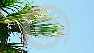 Tropical coconut palm leaf swaying in the wind with sun light, Summer background. Tropical leaves Monstera exotic plant