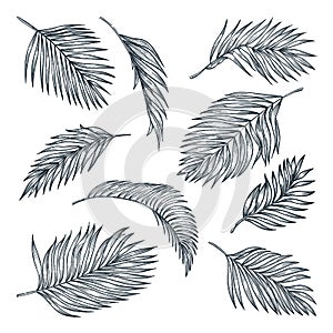 Tropical coconut palm leaves set, isolated on white. Vector sketch illustration. Hand drawn tropic design elements