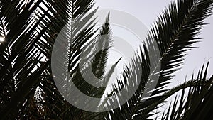 Tropical coconut palm leaves swaying in the wind with sun light, Summer background