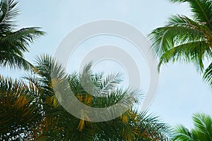 Tropical coconut palm tree abstract background with copy space, Summer vacation and travel concept