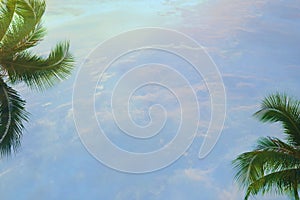 Tropical coconut palm tree abstract background with copy space, Summer vacation and travel concept