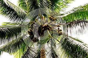 Tropical coconut palm tree with ripe coconuts isolated on white background. Low angle view