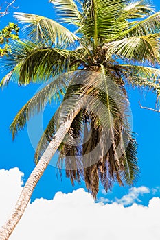 Tropical coconut palm tree in Seyshelles