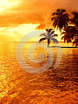 Tropical coconut palm tree sunset
