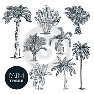 Tropical coconut palm trees set. Vector sketch illustration. Hand drawn tropical plants and floral design elements