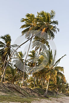 Tropical coconut palm trees during summer sunset