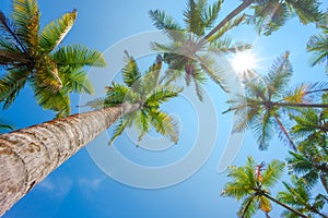 Tropical coconut palm tress with shining sun