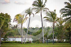 Tropical coconut palms on the coast beach. Travel inspiration. Postcard concept. Vacation wallpaper