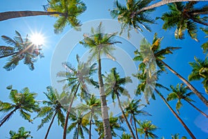 Tropical coconut palms over clear blue sky