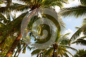 Tropical coconut palms on sunny blue sky