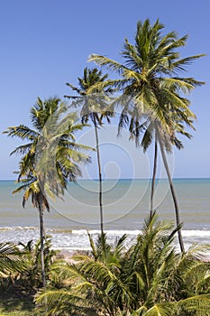 Tropical coconut palms trees on the beach facing the sea during the summer