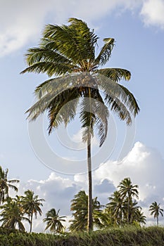 Tropical coconut palms trees on the beach facing the sea during the summer