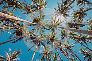 Tropical coconut palms in tropical island. Travel background