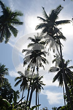 Tropical Coconut Silhouette Against Blue Sky