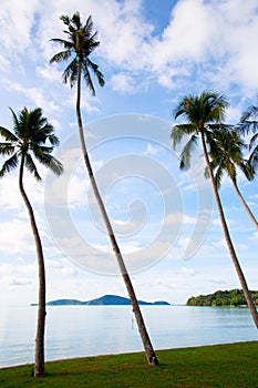 Tropical coconut tree against blue sky and calm sea, summer vacation Phuket island concept