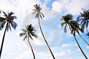 Tropical coconut tree against blue sky, summer vacation island concept