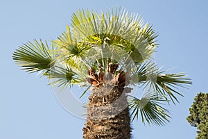 Tropical coconut tree against bright blue sky in the background. Coconut fronds or coconut leaves. Palm tree on summer blue sky