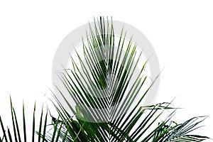 Tropical coconut tree leaves on white isolated background