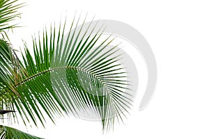 Tropical coconut tree leaves on white isolated background