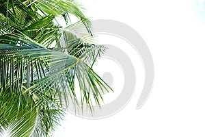 Tropical coconut tree leaves on white isolated background