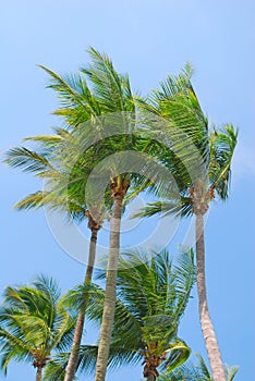 Tropical coconut trees