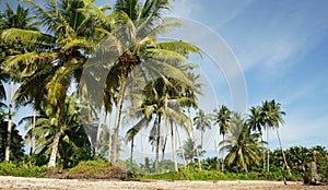 Tropical coconut trees at coast