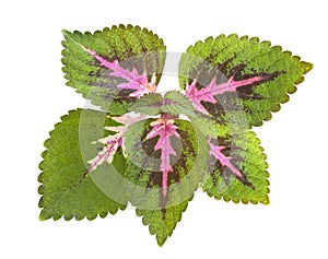 Tropical Coleus Plant Isolated