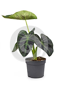 Tropical `Colocasia Esculenta Aloha` garden- or houseplant with dark green and almost black leaves in flower pot