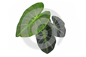 Tropical `Colocasia Esculenta Aloha Illustris` garden- or houseplant with dark green and almost black leavesbac