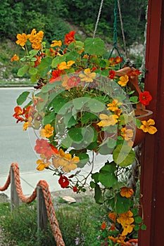 Tropical Color from Alaska