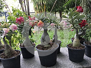 Tropical colorful Adenium in pots