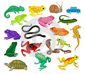 Tropical Colorful Amphibian with Reptile, Frogs, Lizards and Toads Big Vector Set